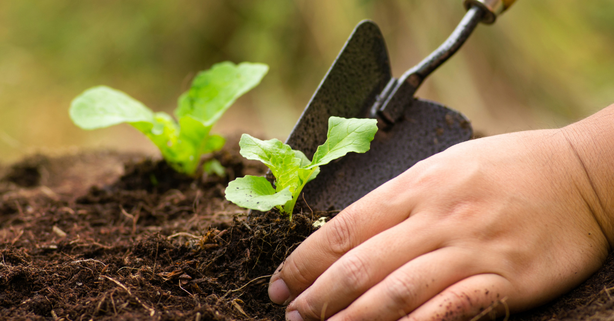 cut n clean tennessee lawn care Planting